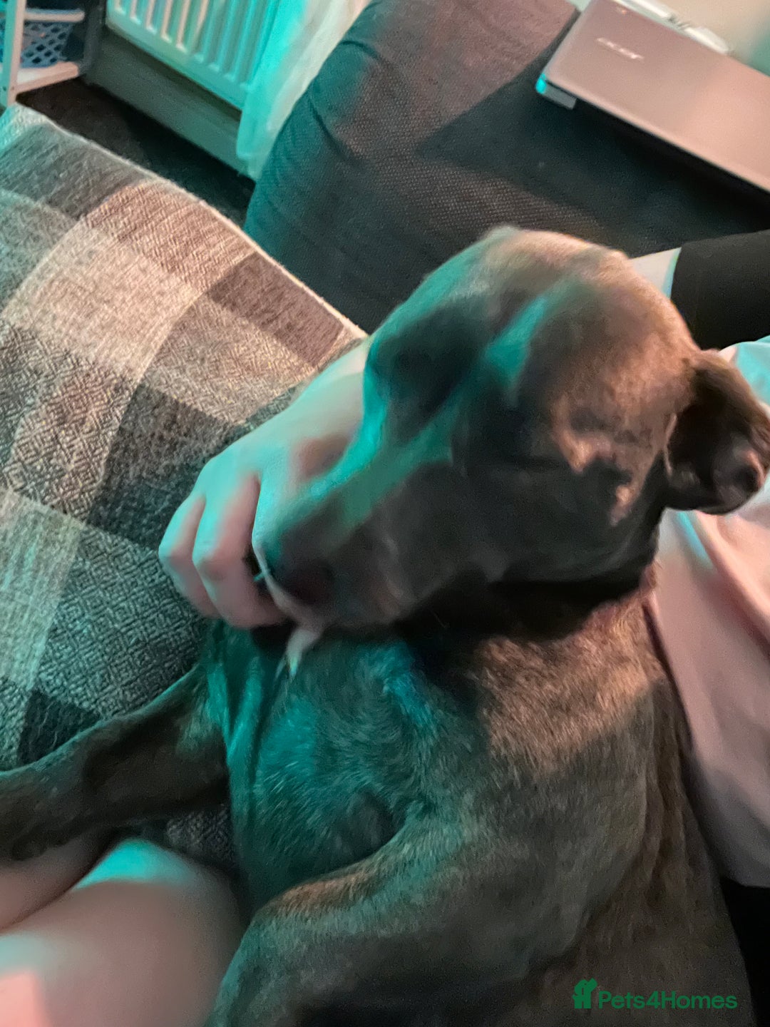 Mixed Breed dogs for sale: Pippa dachshund mixed  - Advert 2