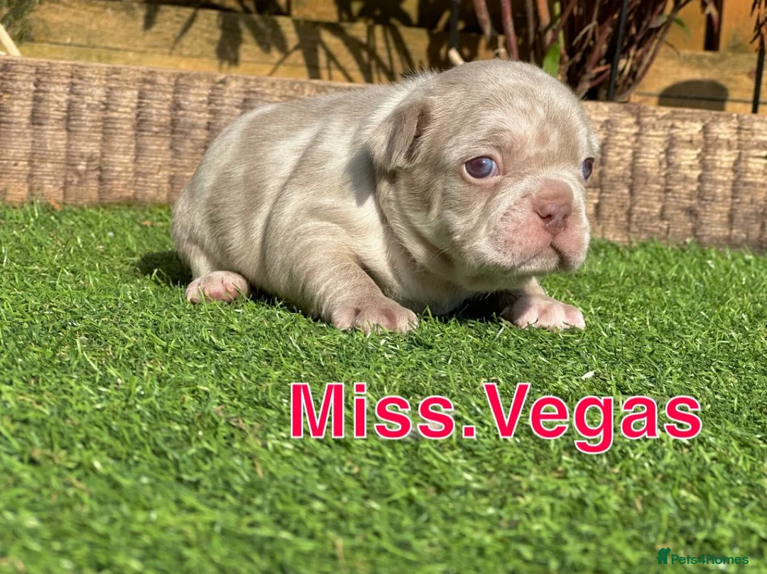 French Bulldog dogs for stud: New shade Isabella Merle fluffy carrier  in Hastings - Advert 18