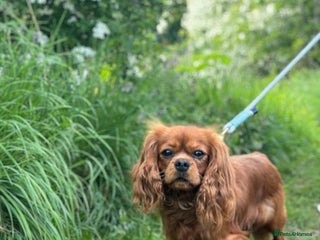 Cavalier King Charles Spaniel dogs - Advert 13