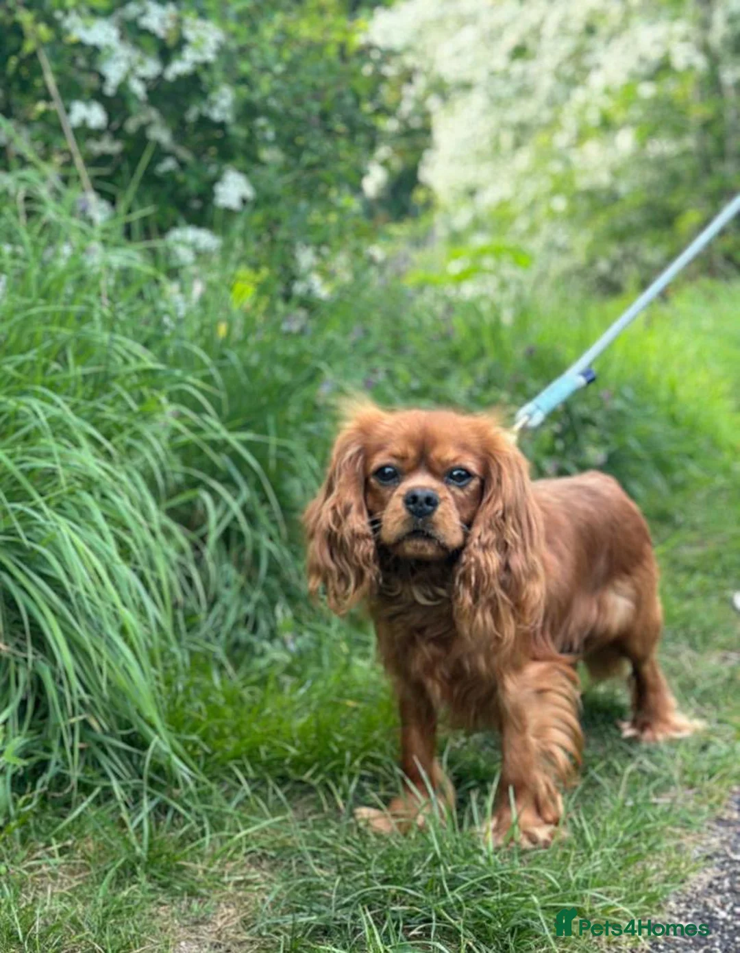 Cavalier King Charles Spaniel dogs for stud: Ruby Cavalier King Charles Spaniel Stud KC Reg - Advert 1