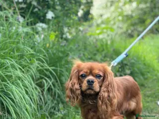 Cavalier King Charles Spaniel dogs Ruby Cavalier King Charles Spaniel Stud KC Reg - Advert 21