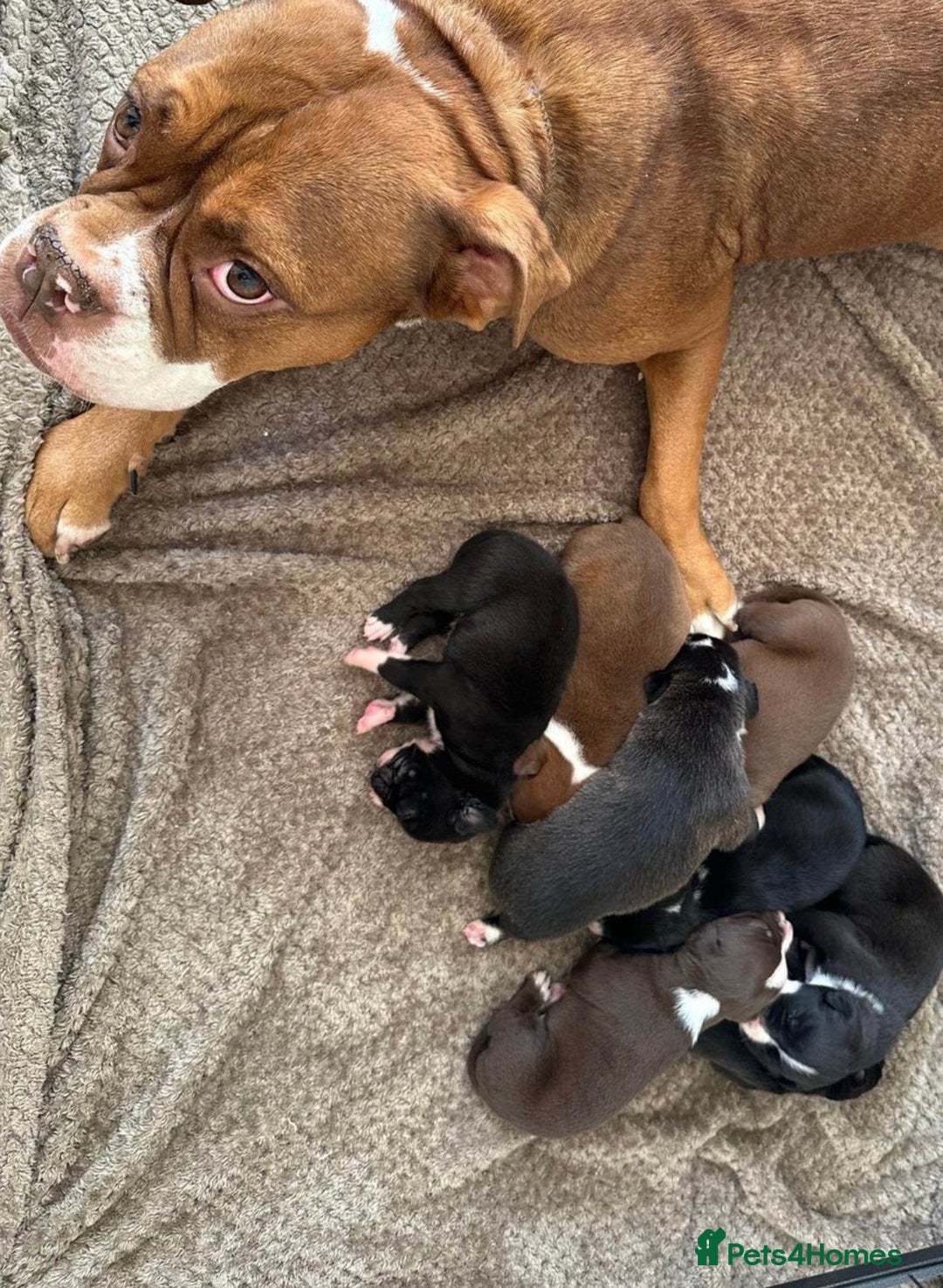 Mixed Breed dogs for sale: Olde English Bulldogge/Staffy bull Collie mix - Image 10