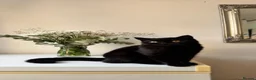 British Shorthair cats for sale: Stunning Black British Shorthair! - Advert 3