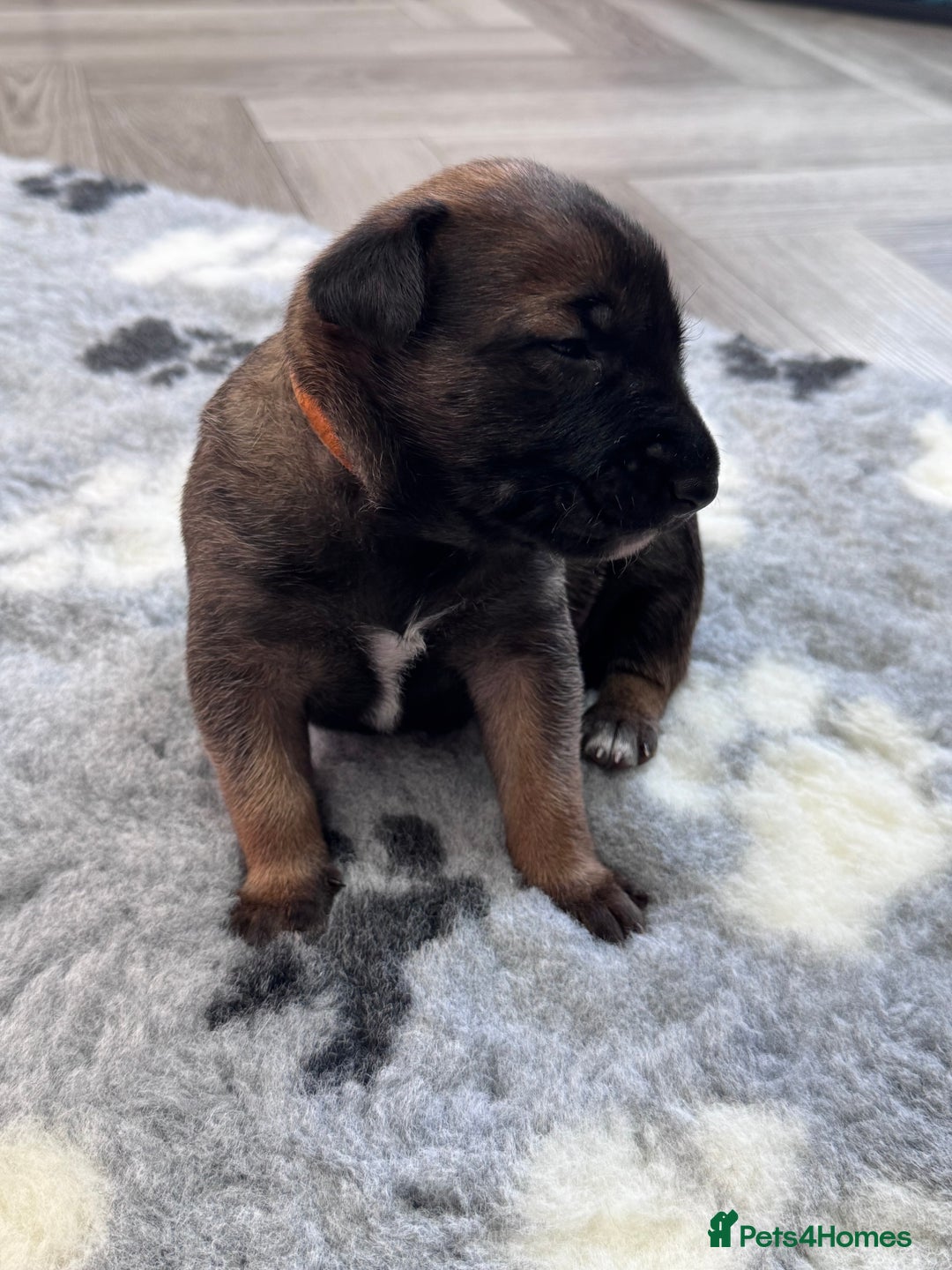 Belgian Shepherd Dog dogs for sale: Belgian Malinois Puppies - Advert 9