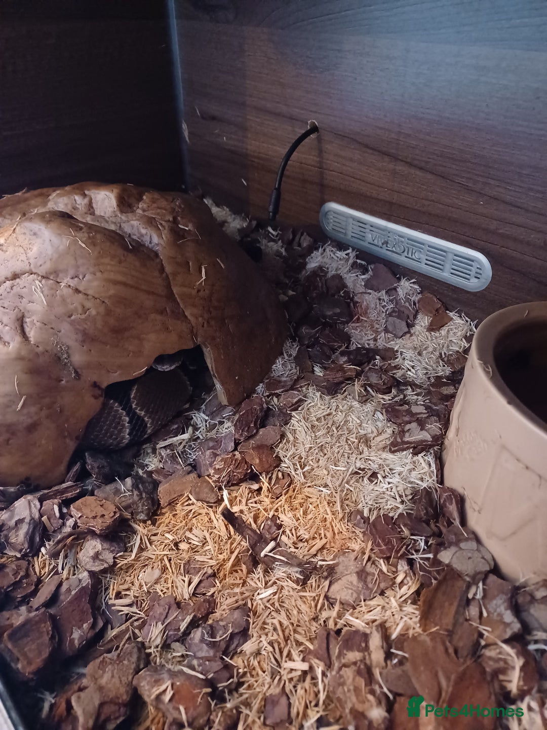 Python Snake reptiles for sale: Royal python - Image 3