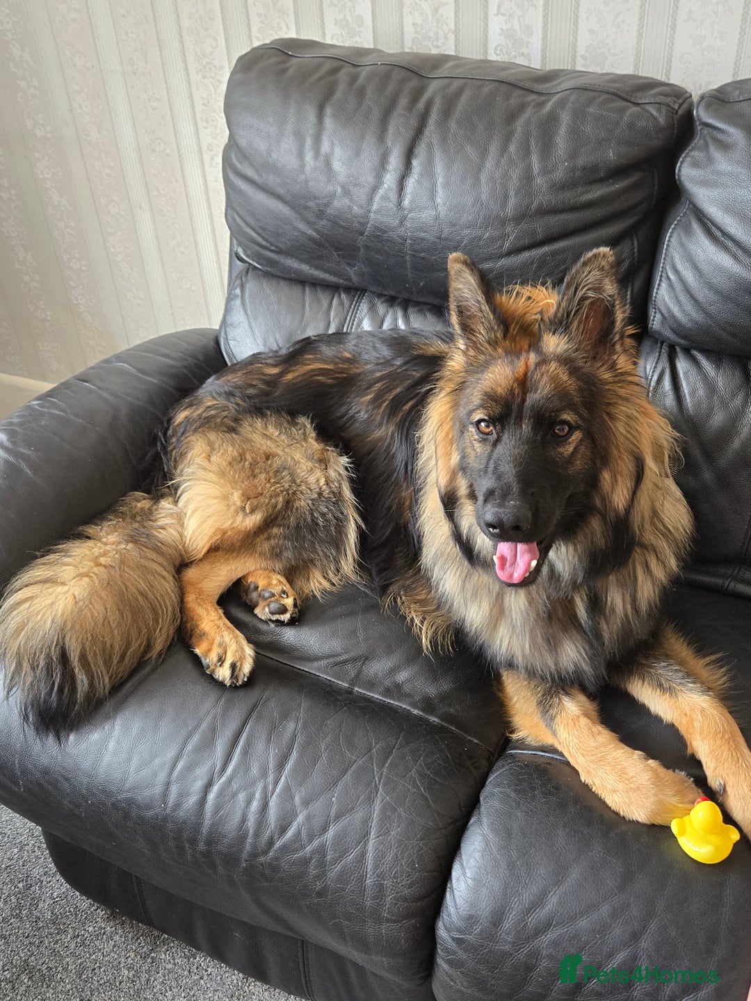 German Shepherd dogs for sale: 9month german shepherd bitch - Image 2