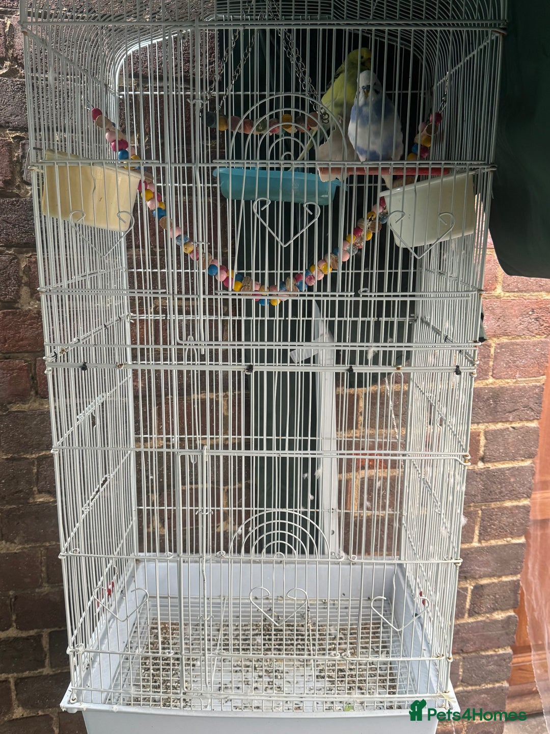 Budgerigars birds for sale: Budgies - Image 4