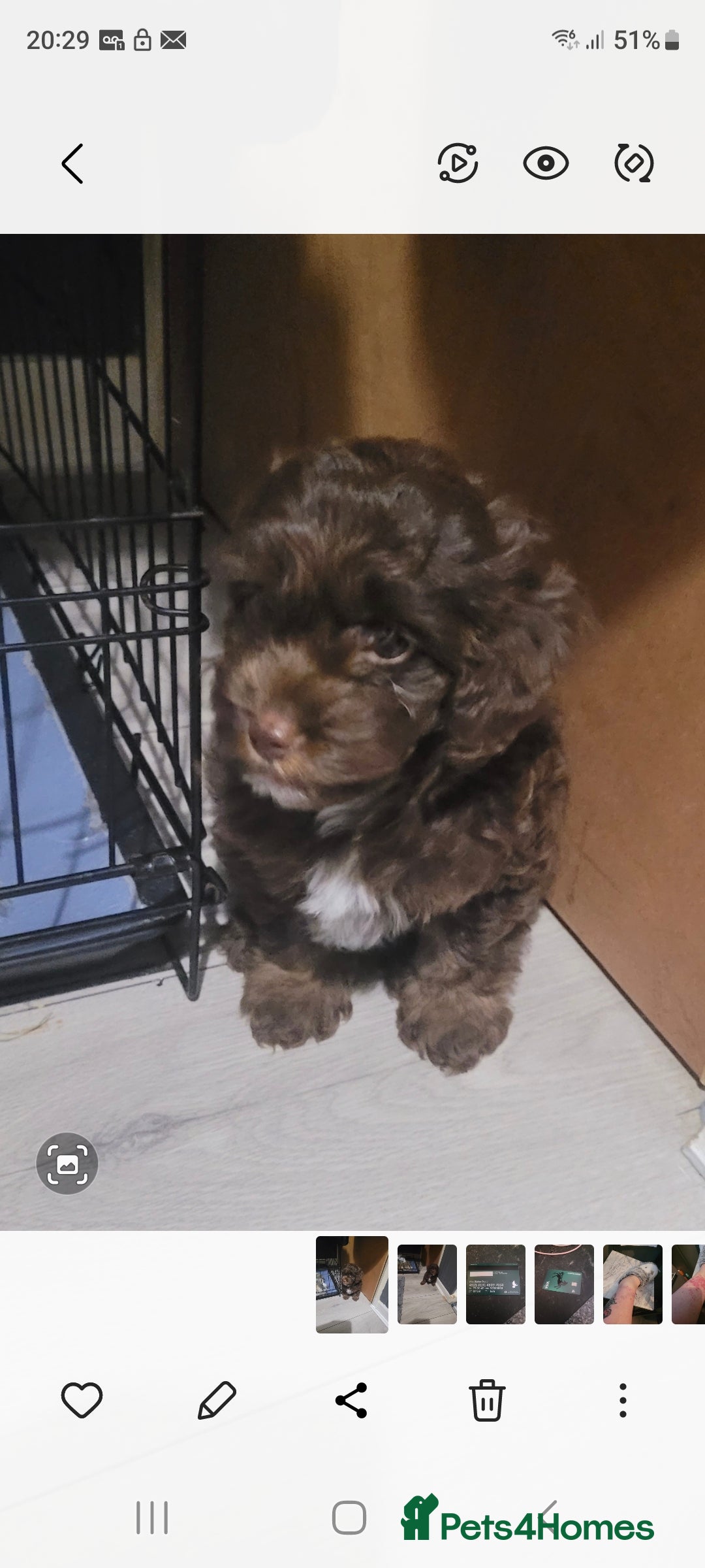 Cockapoo dogs for sale: Cockapoo  - Image 1