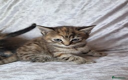 Mixed Breed cats for sale: Beautiful kittens  - Image 2