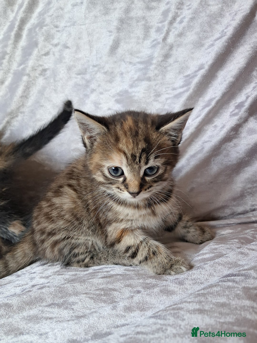 Mixed Breed cats for sale: Beautiful kittens  - Image 2