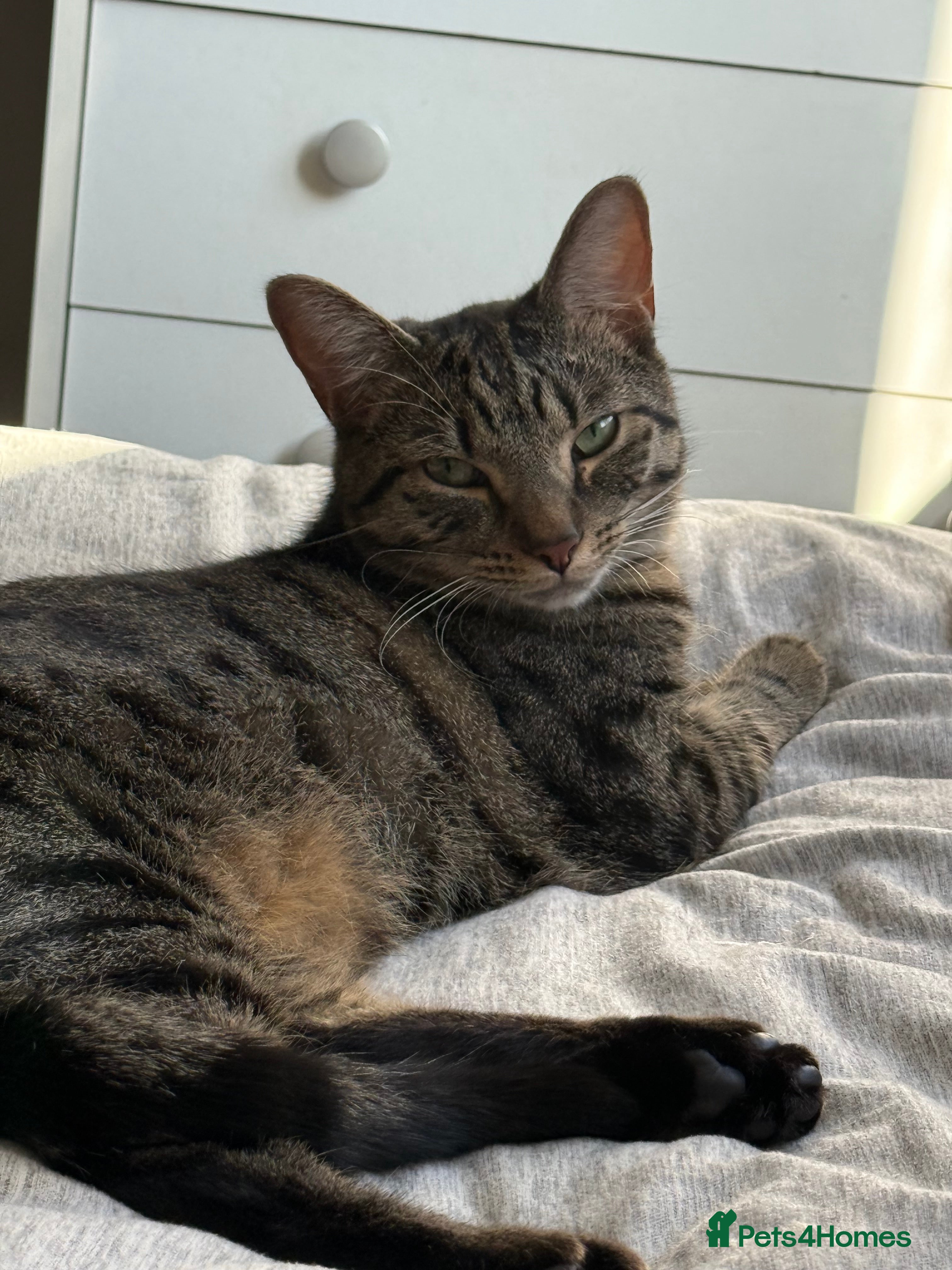 Mixed Breed cats Jinx! - Advert 1