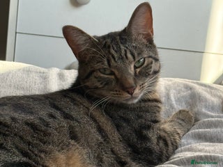 Mixed Breed cats Jinx! - Advert 1