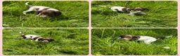 English Springer Spaniel dogs for sale: KC Registered English Springer Spaniel Pups - Advert 31