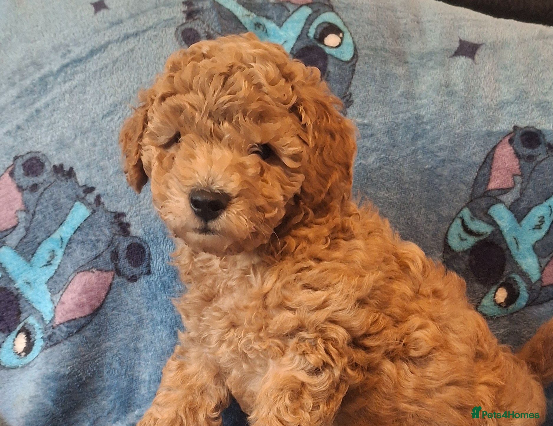 Toy Poodle dogs Toy poodle apricot boy  - Advert 14