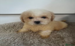 Cavachon dogs for sale: Little of cavachon pups for sale  - Advert 9