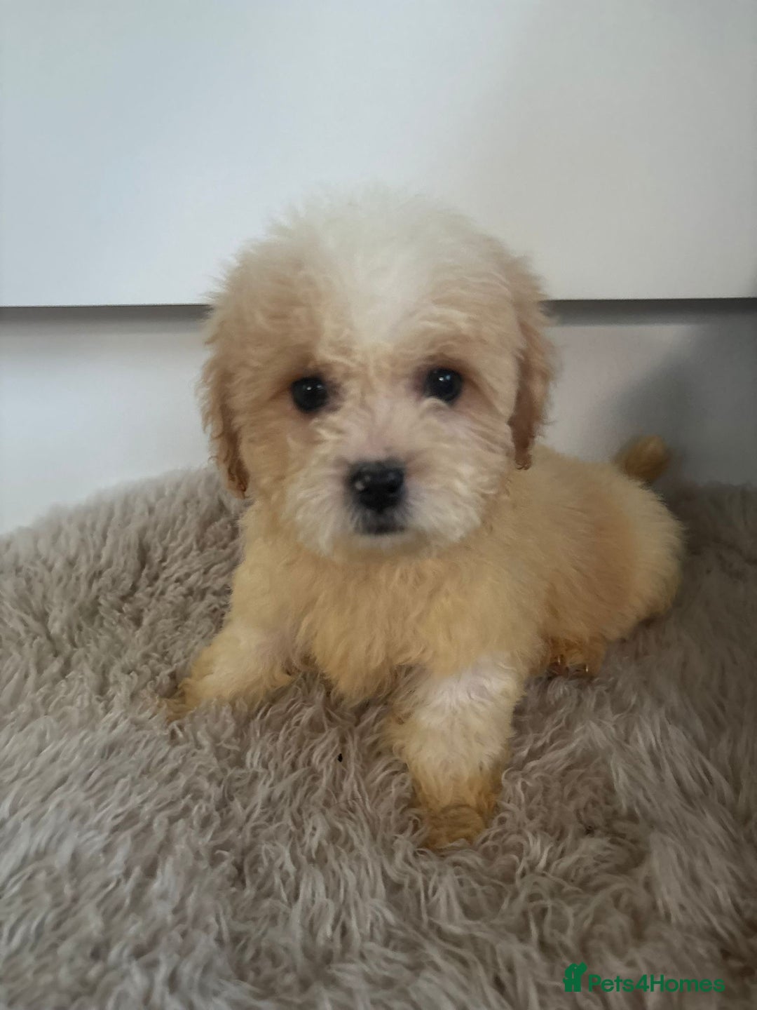 Cavachon dogs for sale: Little of cavachon pups for sale  - Advert 9