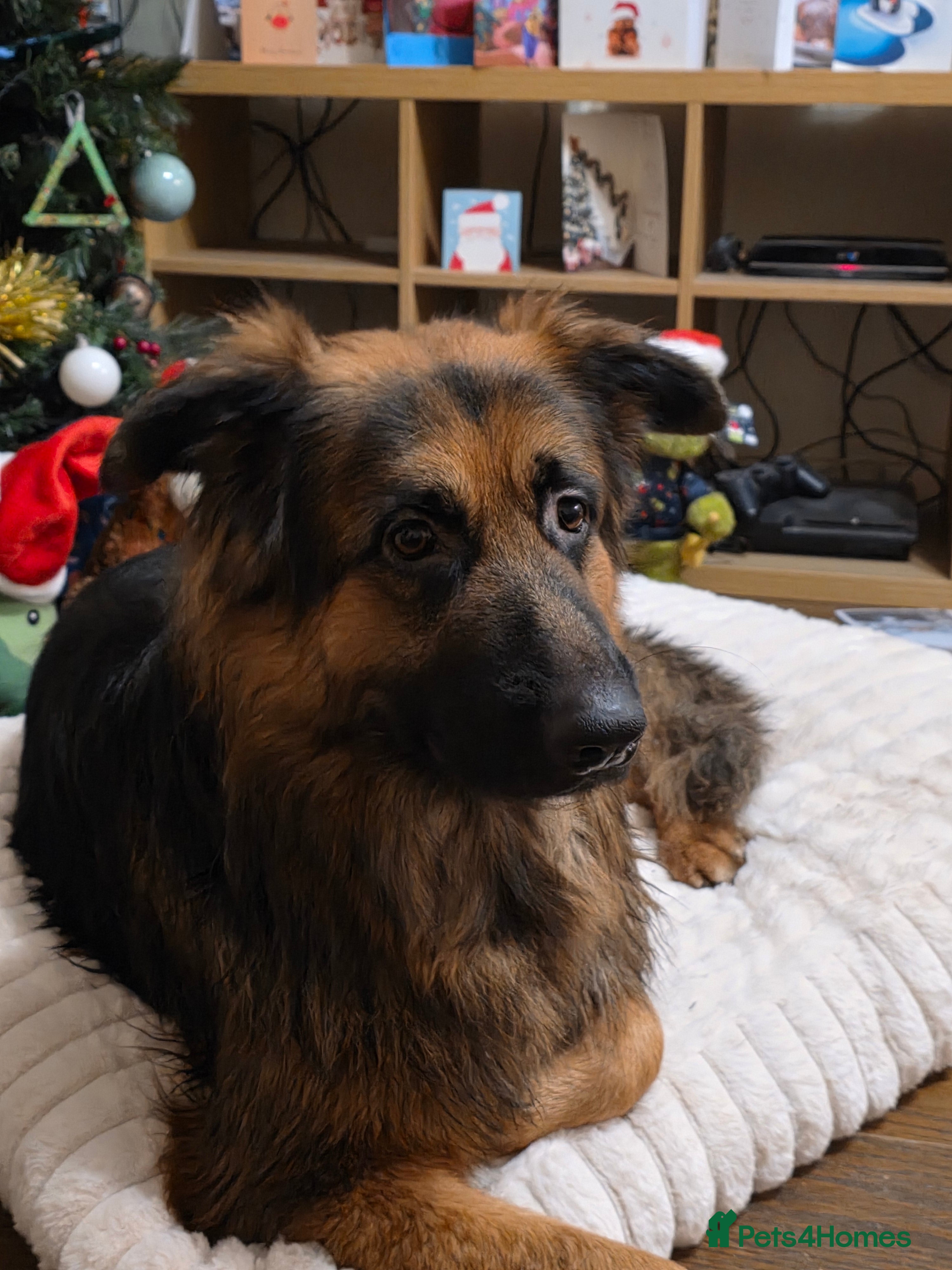 German Shepherd dogs Kyza  in Oswestry - Advert 1