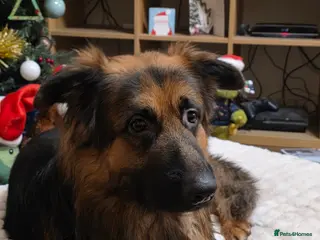 German Shepherd dogs Kyza in Oswestry - Advert 3