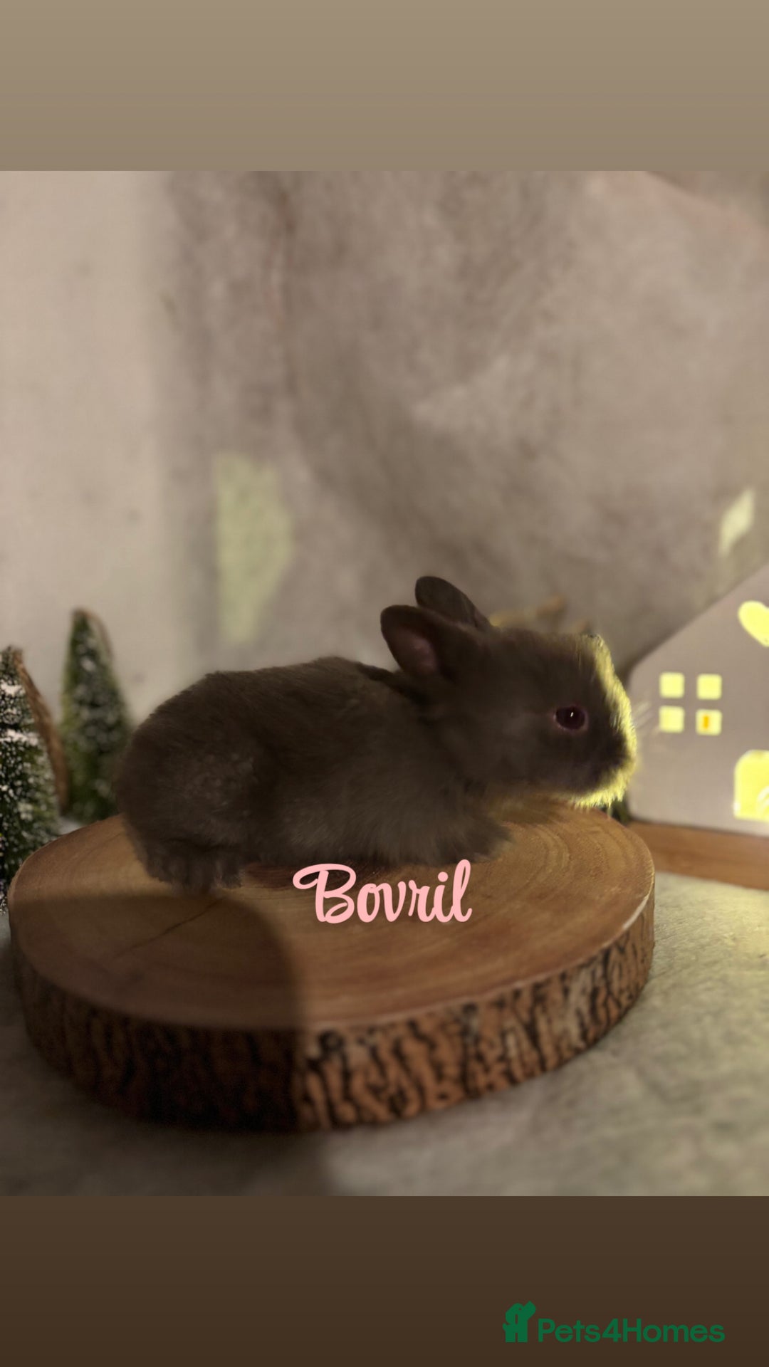 Lionhead rabbits for sale: Lion head babies  - Advert 5