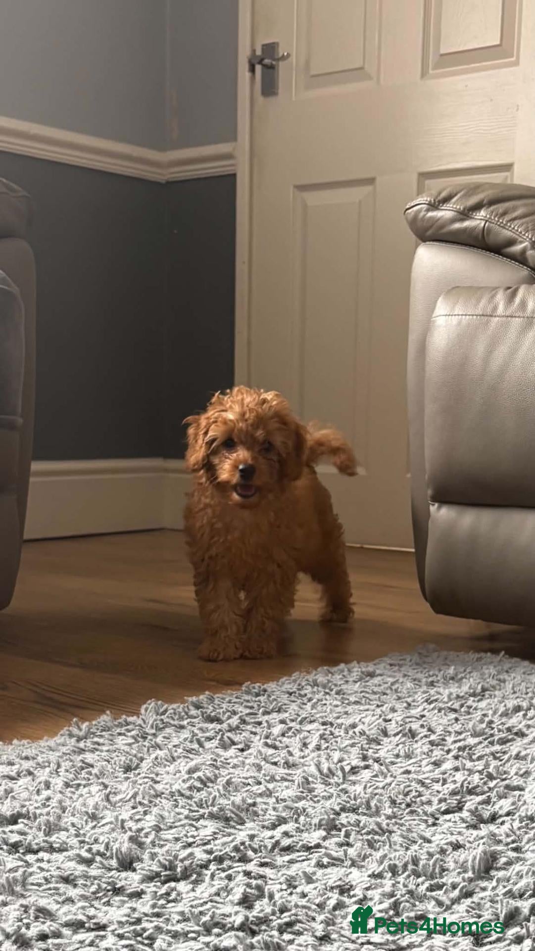 Cavapoo dogs Amazing Miniature cavapoo f1b puppies - Advert 1