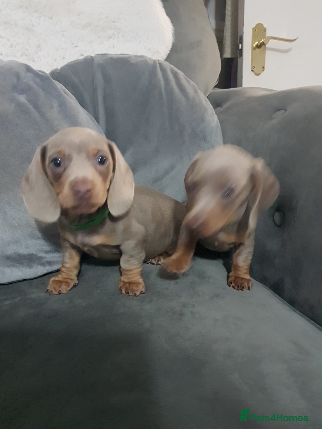 Miniature Dachshund dogs for sale: Miniature dachshund  - Advert 19