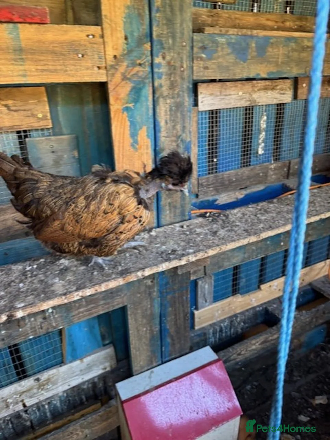 Chickens poultry for sale: Roosters for sale (and some hens) - Advert 3