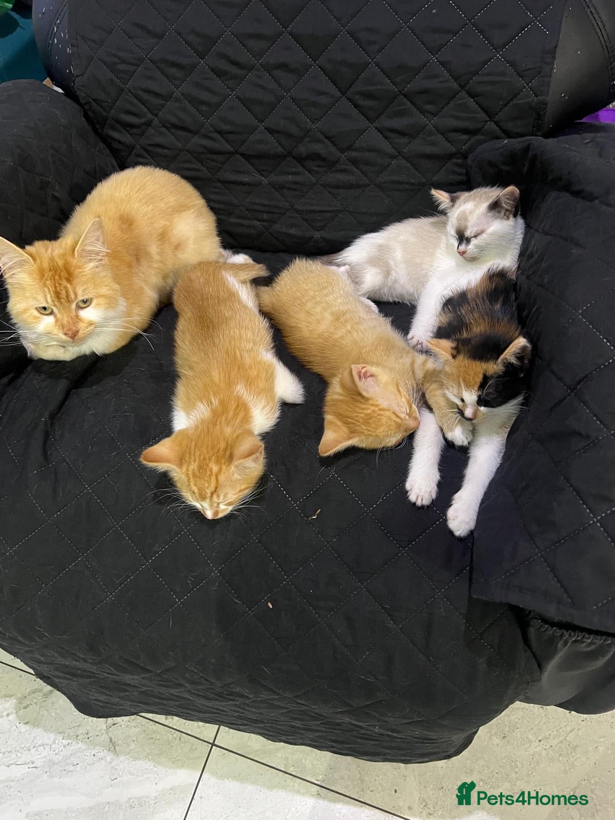 Mixed Breed cats 4 kittens mixed breed - Advert 1