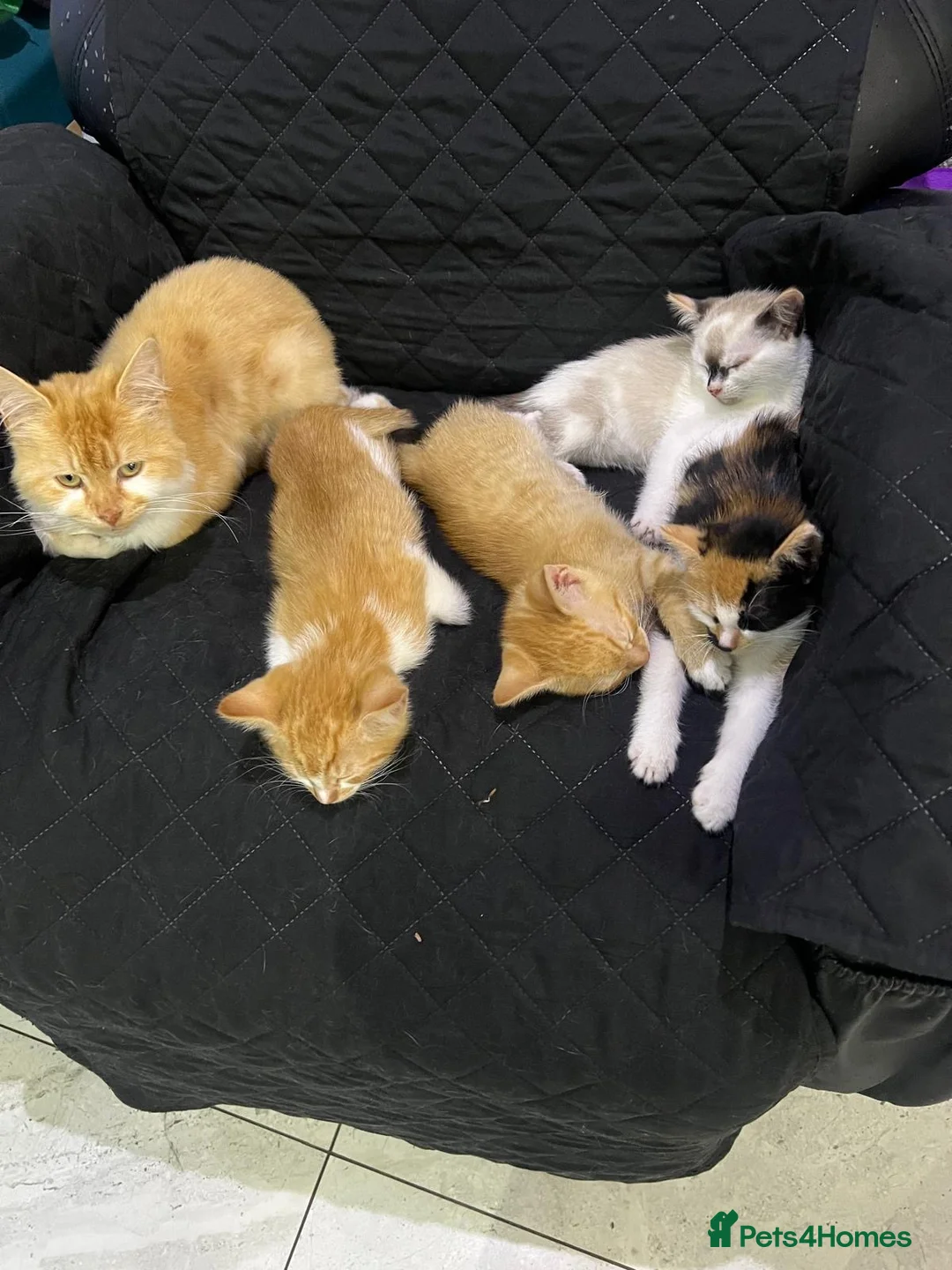 Mixed Breed cats for sale: 4 kittens mixed breed in Greenford - Advert 1