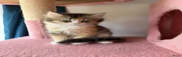British Longhair cats for sale: 5 kittens ready for new family negotiate available - Advert 20