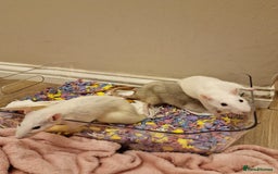 Rat rodents for sale: 3 female rats - Image 2