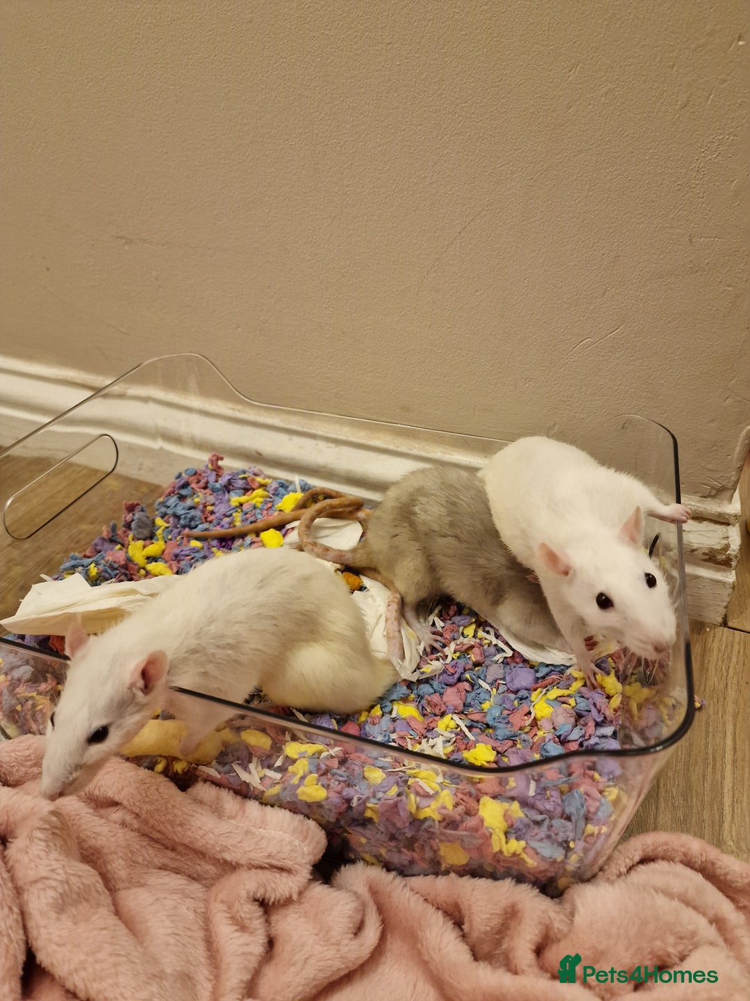 Rat rodents for sale: 3 female rats - Image 2