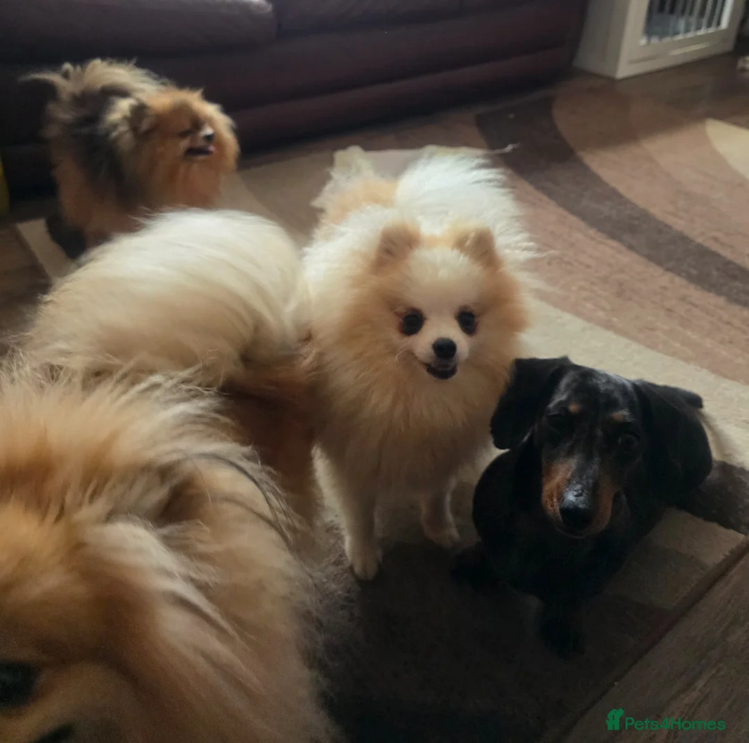 Pomeranian dogs for sale: Superb Pomeranian Girl - Advert 8