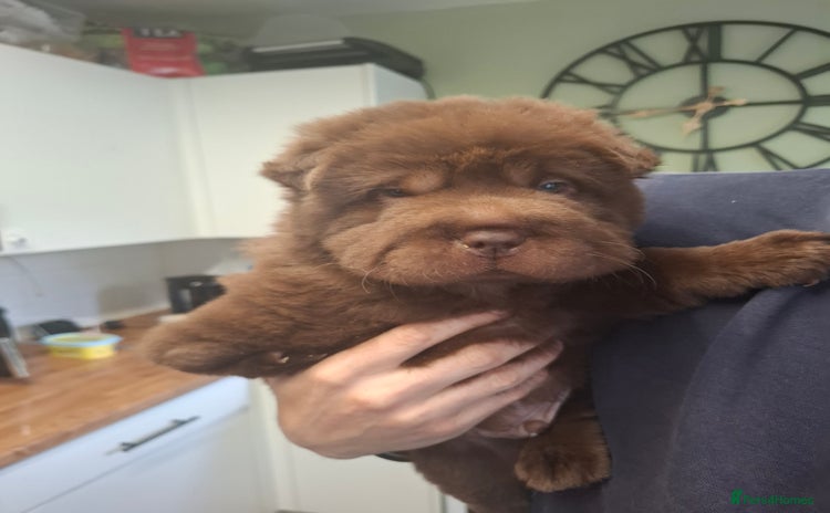 Shar Pei dogs - Advert 2
