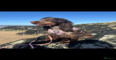 Cocker Spaniel dogs - Advert 10