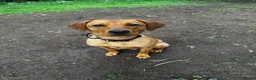 Labrador Retriever dogs for sale: Working Labrador  - Advert 3