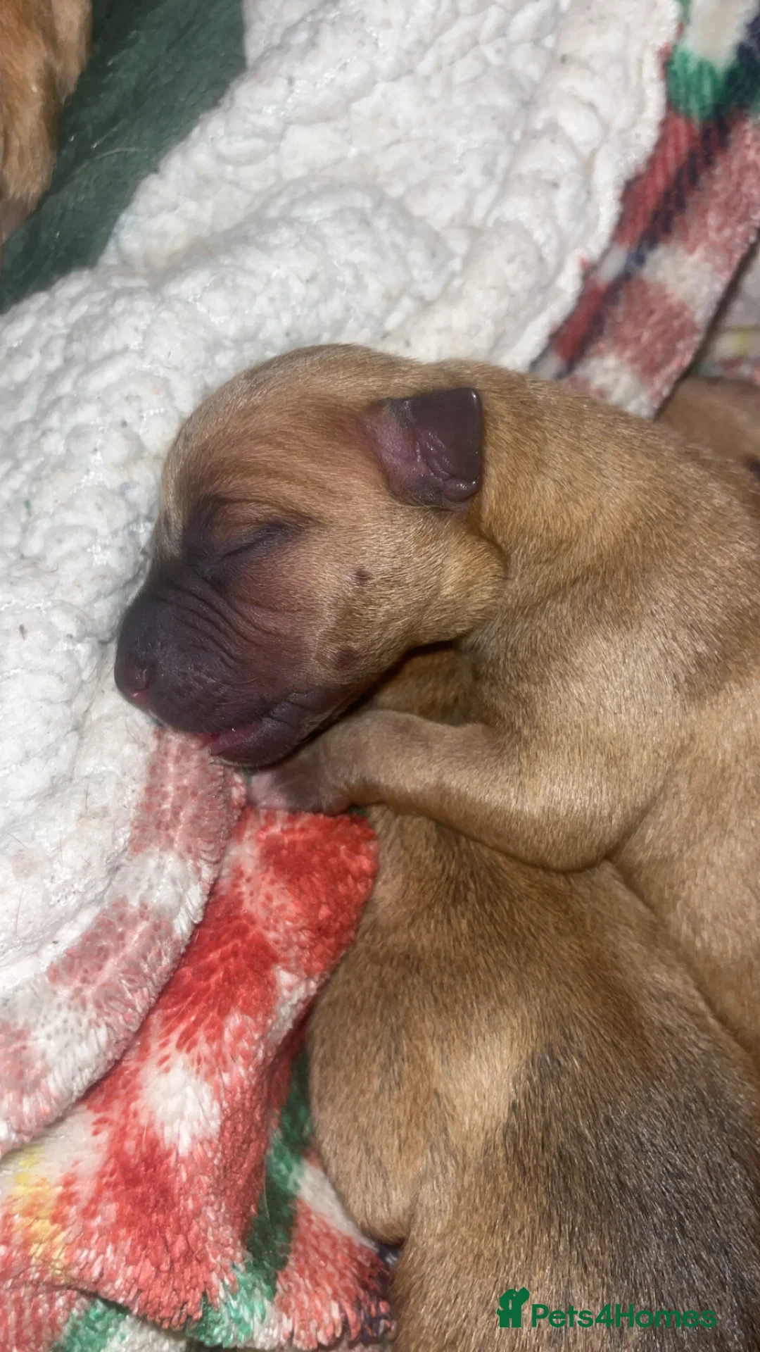 Mixed Breed dogs for sale: Bully staffy pups  - Advert 8