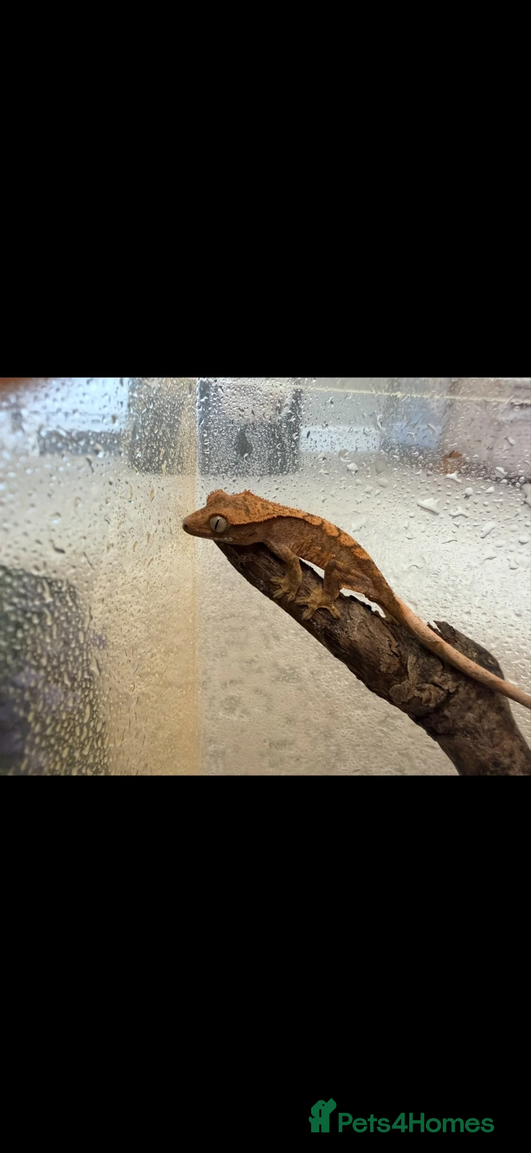 Gecko reptiles for sale: Crested gecko babies  - Advert 2