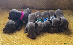 Miniature Dachshund dogs for sale: KC registered miniature dachshund puppies - Image 1