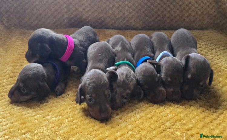 Miniature Dachshund dogs - Advert 3