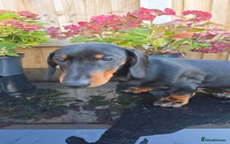 Dachshund dogs for sale: "READY GO STUNING 5 STANDARD DACHSHUND PUPPIES  - Image 4