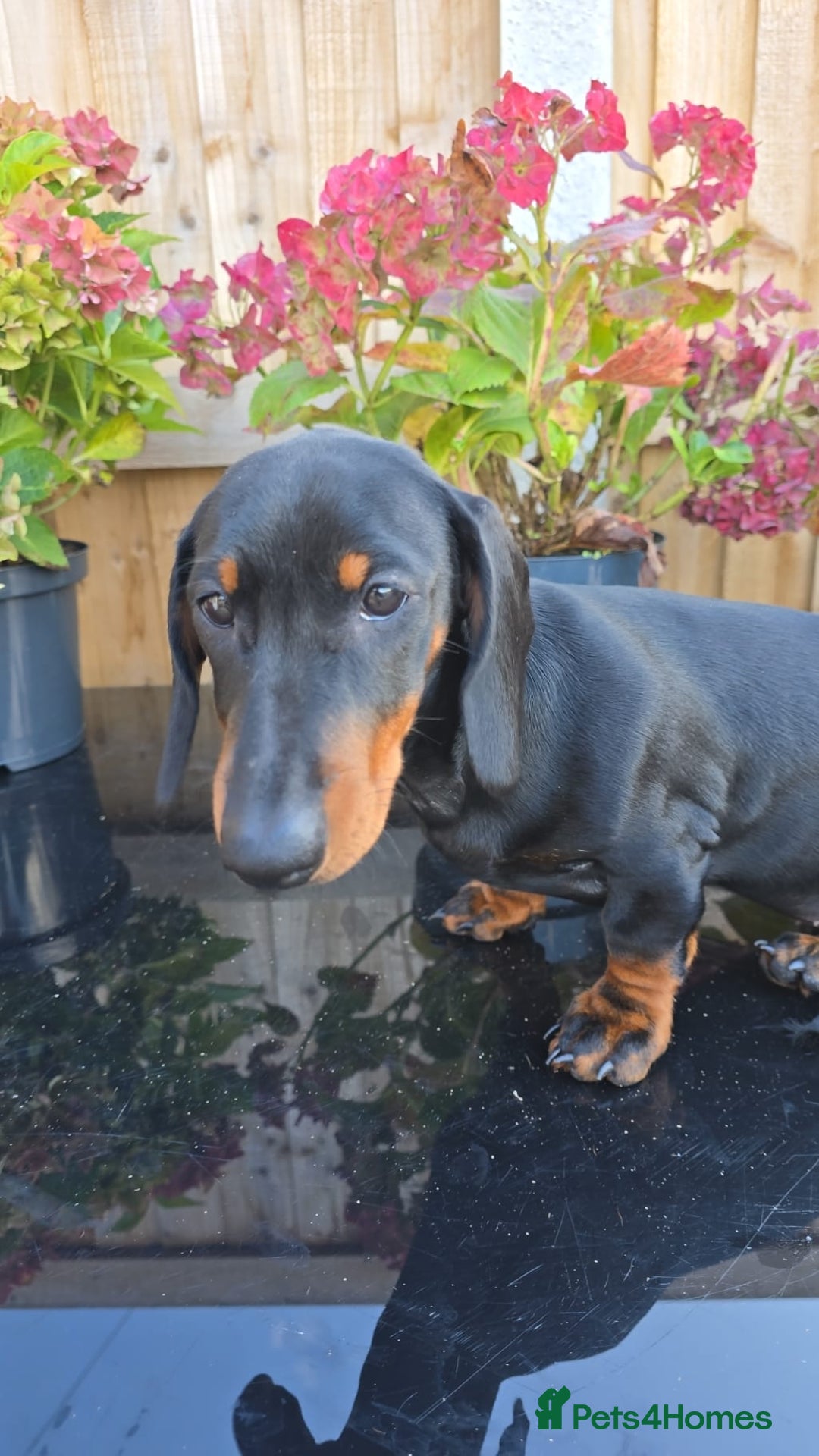 Dachshund dogs for sale: "READY GO STUNING 5 STANDARD DACHSHUND PUPPIES  - Image 4