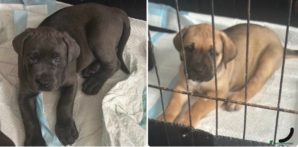 Cane Corso dogs Stunning pure cane corso puppies  - Advert 1