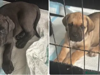 Cane Corso dogs Stunning pure cane corso puppies - Advert 3