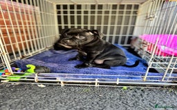 Staffordshire Bull Terrier dogs for sale: Quality Black to blue Staffordshire bull terrier - Image 25