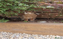 Continental Giant rabbits for sale: Giant continental cross  - Image 7