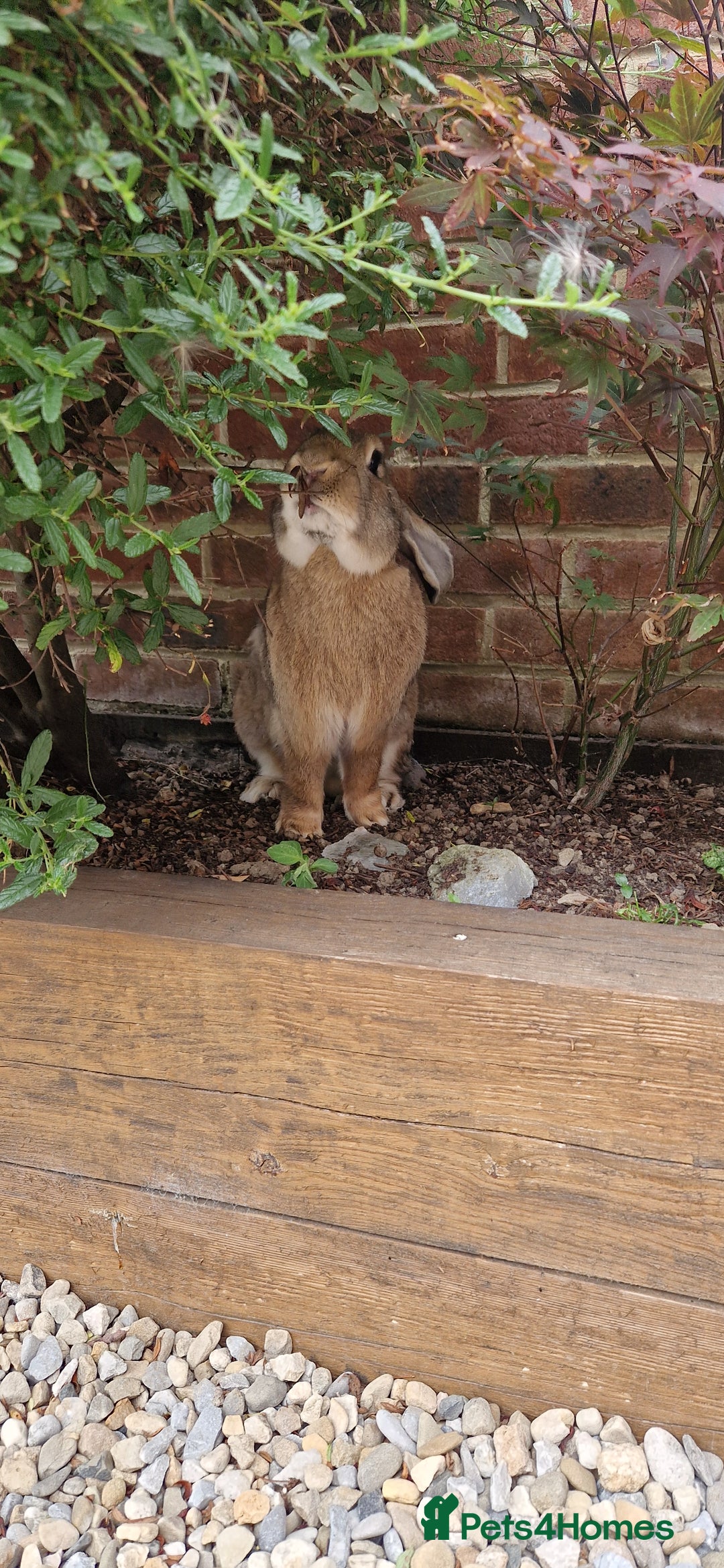 Continental Giant rabbits for sale: Giant continental cross  - Image 7