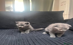 Scottish Fold cats for sale: Scottish Fold x British Shorthair - Image 2