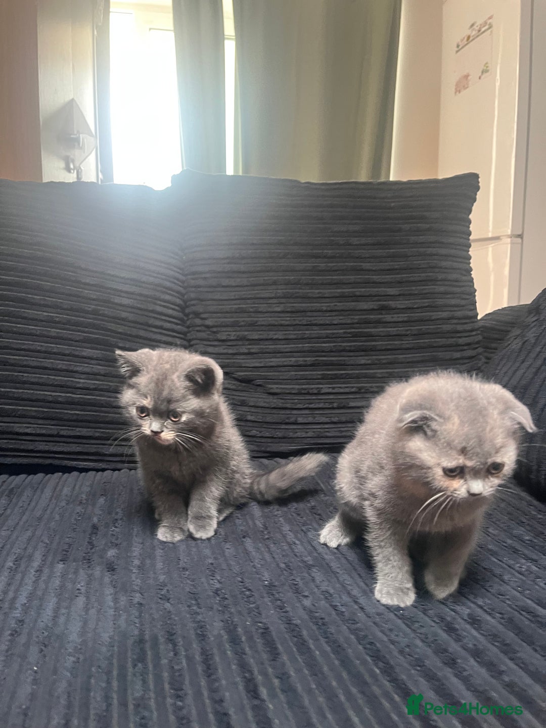 Scottish Fold cats for sale: Scottish Fold x British Shorthair - Image 2