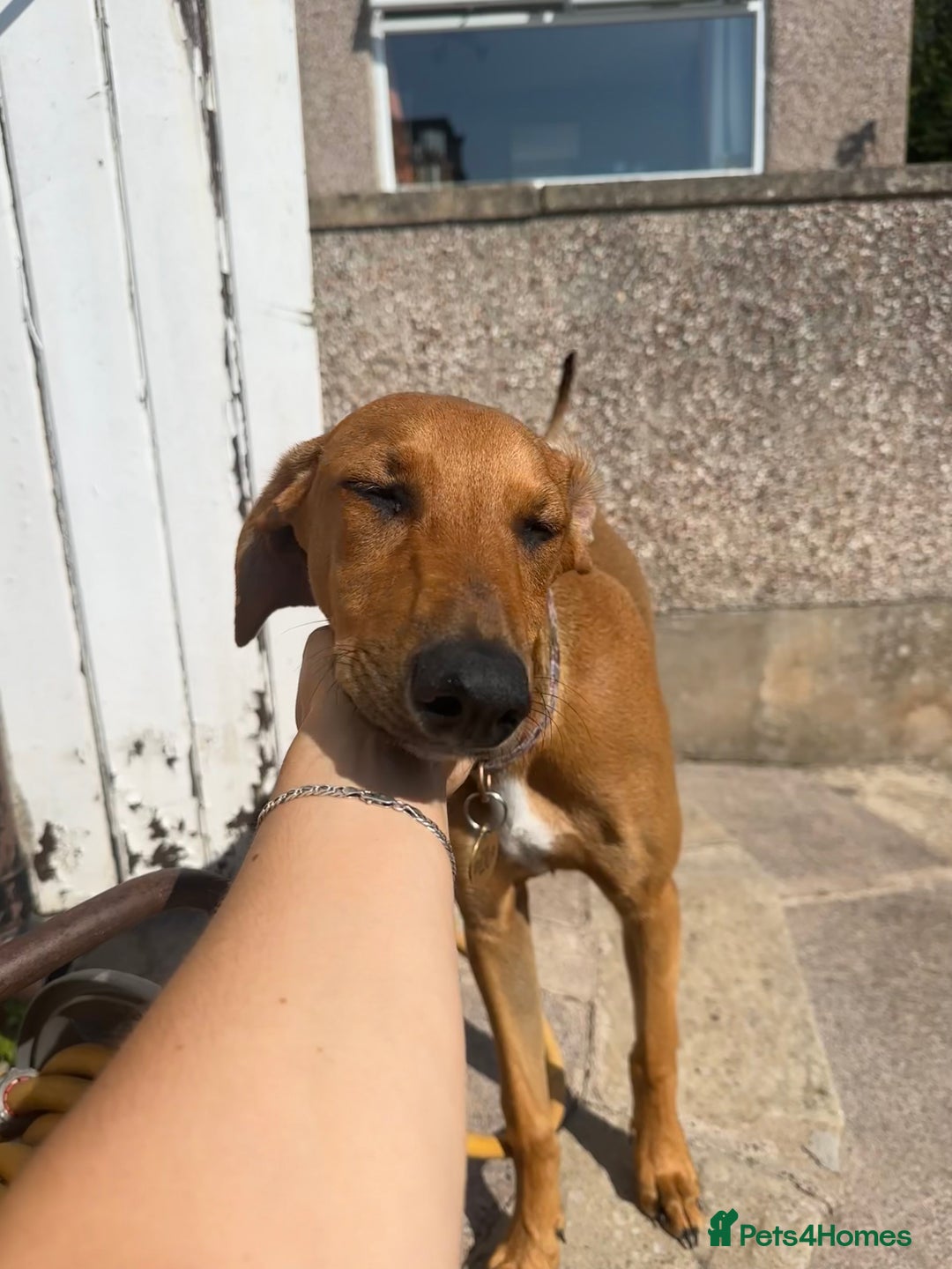 Mixed Breed dogs for sale: Mara - Doberman X Lurcher 7 month old girl - Image 20