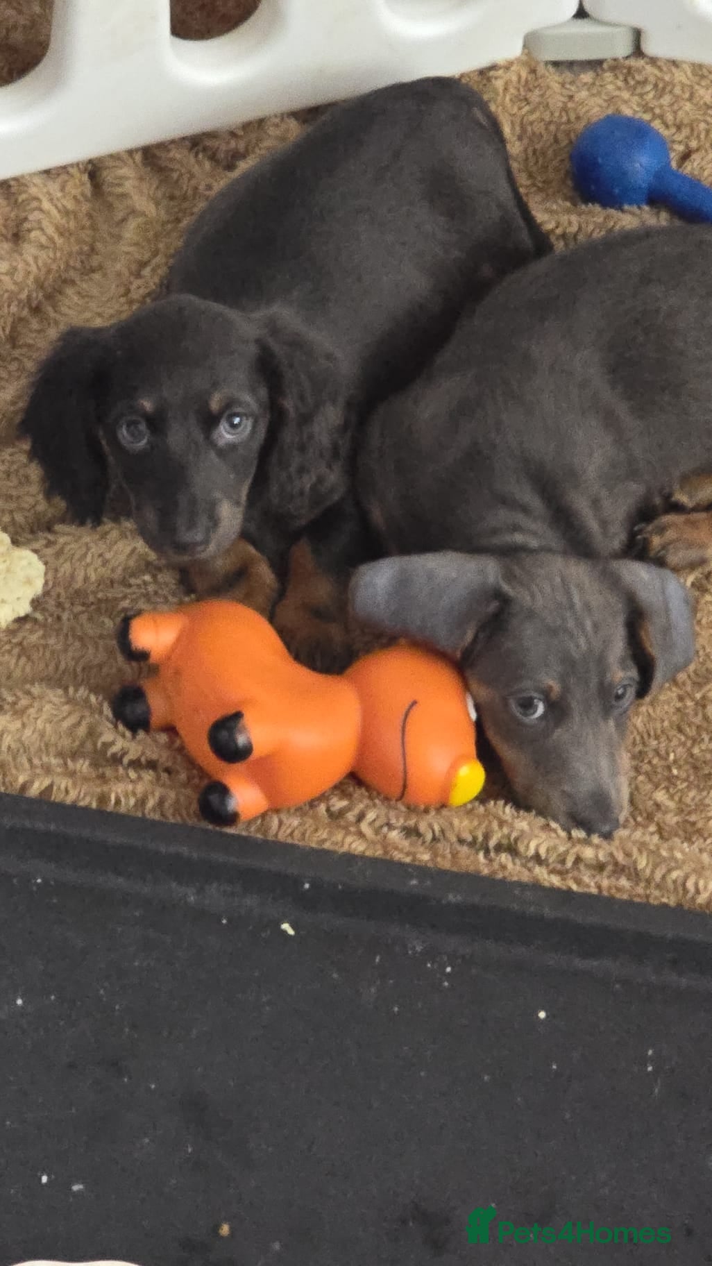Dachshund dogs 2 girl  pups 1 blue 1 black  - Advert 6